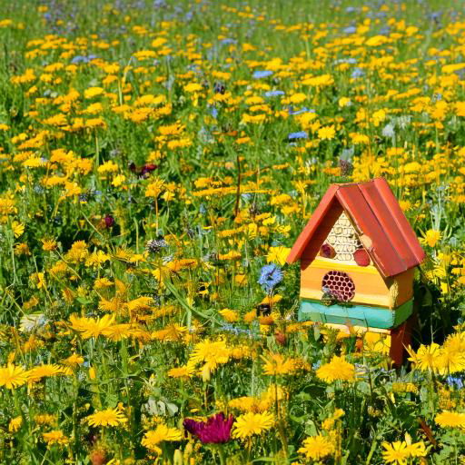 Blumenwiese mit Insektenhotel